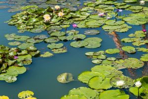 Best Crypto Betting App In India vs Lotus365: Which Is Better for Indians in 2027?